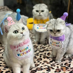 Birthday Party Bib and Hat for Cats and Dogs