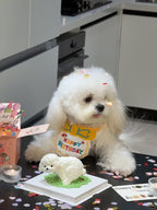 Birthday Party Bib and Hat for Cats and Dogs